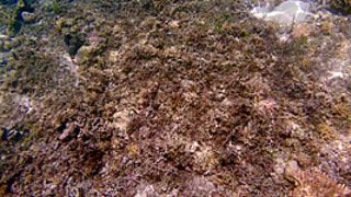 My Trip To Komodo Island Vol2 - Sex Movies Featuring Katya-Clover