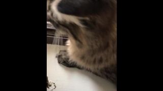 I Pet my Pussy so I’m not Depressed