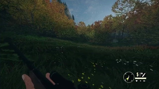 Looking for a fallow deer